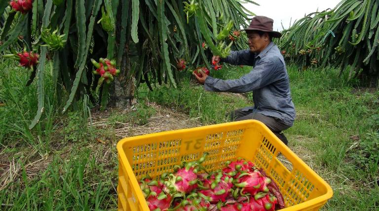 Điểm sáng xuất khẩu rau quả